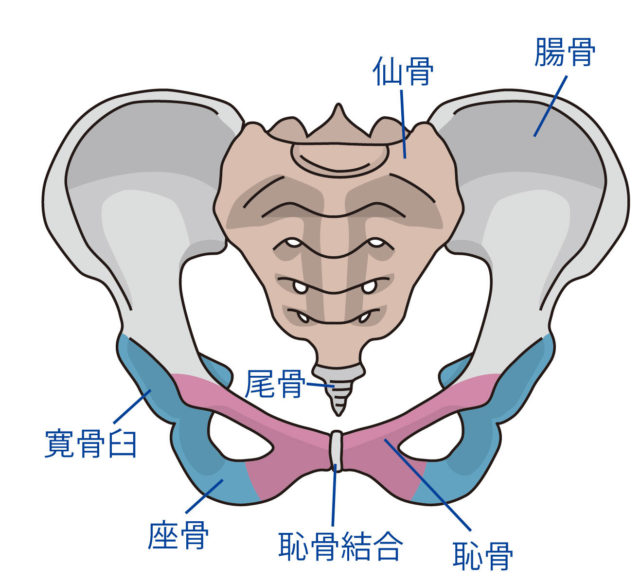仙骨 と 尾骨 の 違い